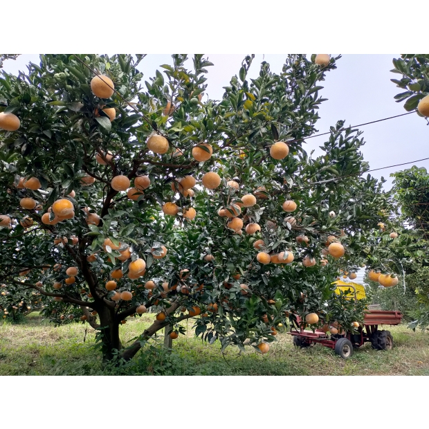 茂谷柑成熟2_0.jpg
