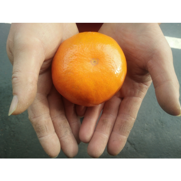 手捧茂谷柑_0.jpg