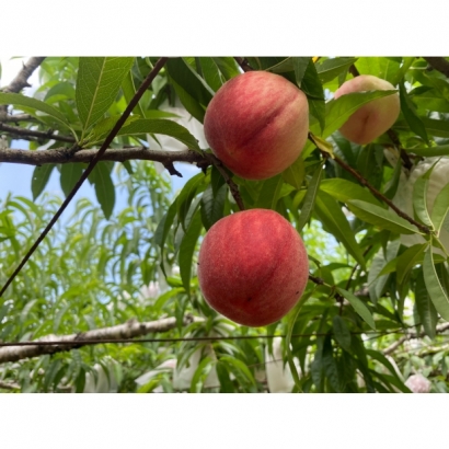 S__20291610_0.jpg S__20291610_0.jpg