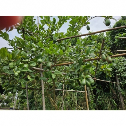 60755_0.jpg 60755_0.jpg